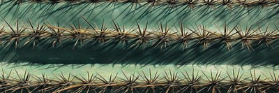 Horizontal Background Of A Cactus Close Up by Ievgeniia Bidiuk multi panel art