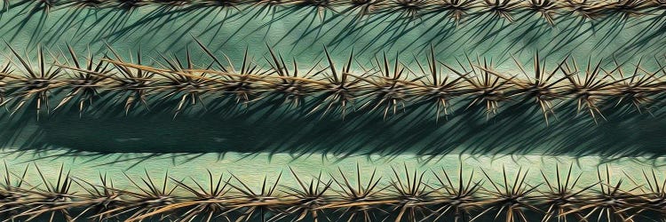 Horizontal Background Of A Cactus Close Up