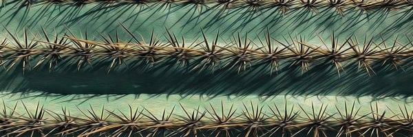 Horizontal Background Of A Cactus Close Up