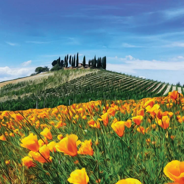 Yellow Flowers On The Background Of A Hill With A Vineyard In Tuscany