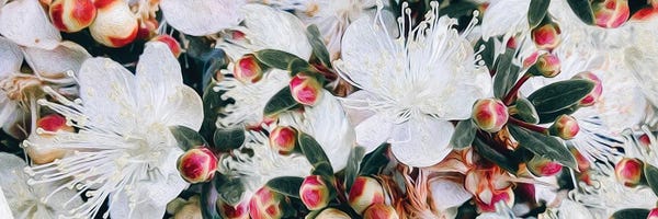 Cherry Blossoms: Spring Color Blooming Cherry by Ievgeniia Bidiuk