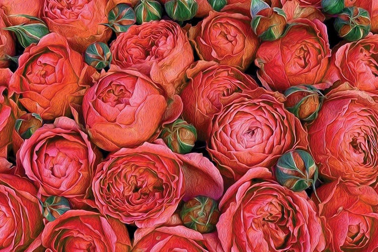 Orange Roses With Buds