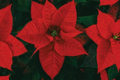 Poinsettias
