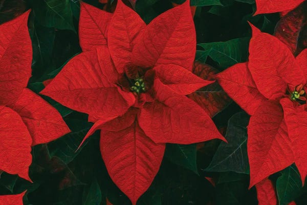 Ievgeniia Bidiuk: Poinsettia Is Red by Ievgeniia Bidiuk