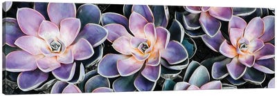 Background From Small Succulents Canvas Art Print - Ievgeniia Bidiuk
