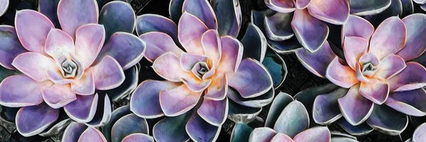 Ievgeniia Bidiuk: Background From Small Succulents by Ievgeniia Bidiuk
