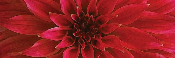 Red Big Dahlia