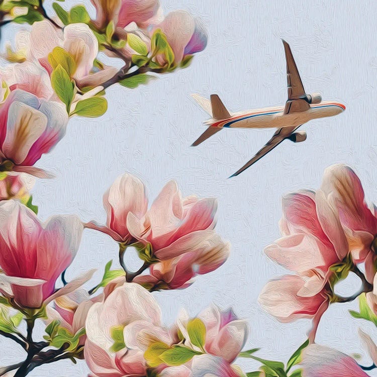 View Of A Flying Plane Through The Branches Of A Blooming Magnolia