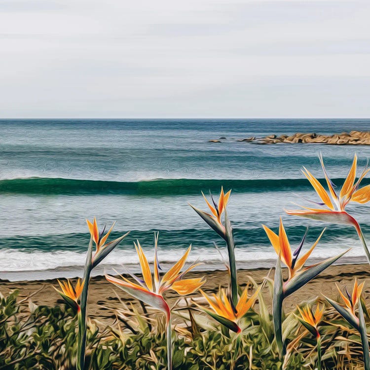 Blooming Strelitzia On The Beach