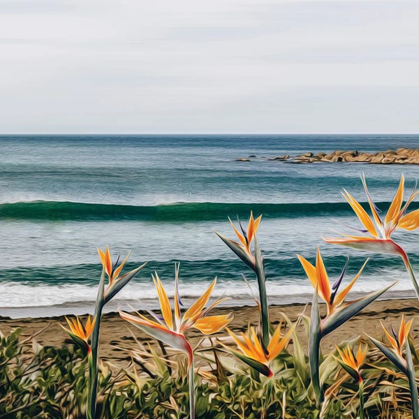 Ievgeniia Bidiuk: Blooming Strelitzia On The Beach by Ievgeniia Bidiuk
