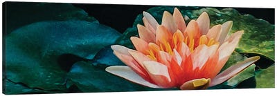 Large Lotus Flower Canvas Art Print - Ievgeniia Bidiuk