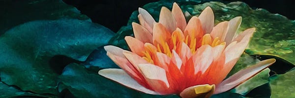 Ievgeniia Bidiuk: Large Lotus Flower by Ievgeniia Bidiuk