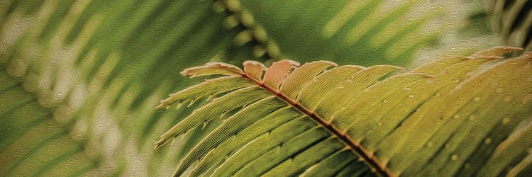 Fern Leaves