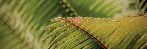 Ferns: Fern Leaves by Ievgeniia Bidiuk