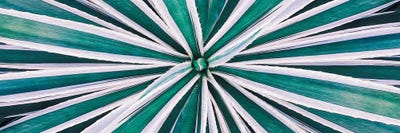 Horizontal Background From Agave by Ievgeniia Bidiuk canvas print