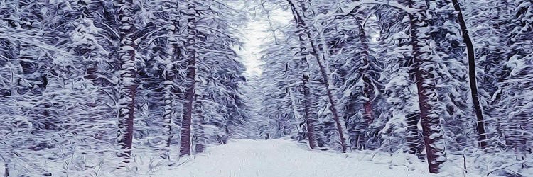 Snowy Road In The Forest