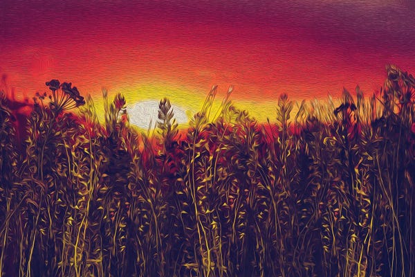 Grasses: Steppe Grass On A Background Of Sunset by Ievgeniia Bidiuk