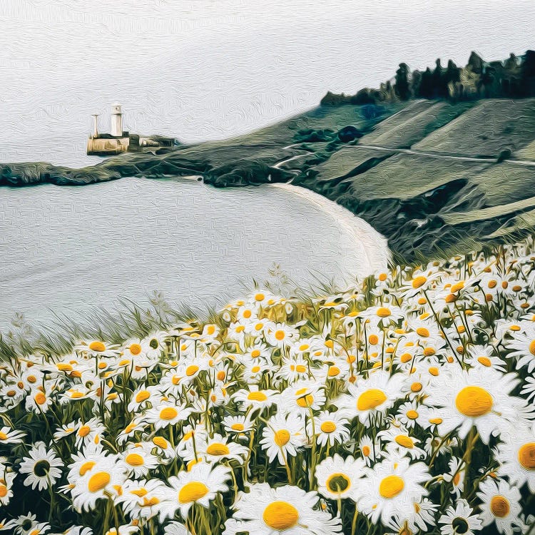 A Meadow Of Blooming Daisies Against The Backdrop Of A Seascape