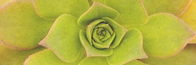 Yellow Succulent Plant by Ievgeniia Bidiuk multi panel art