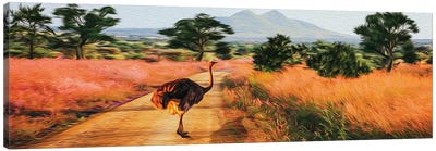 African Ostrich In The Wild Canvas Art Print - Ostrich Art