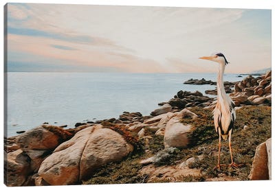 Egret Canvas Art Print - Egret Art