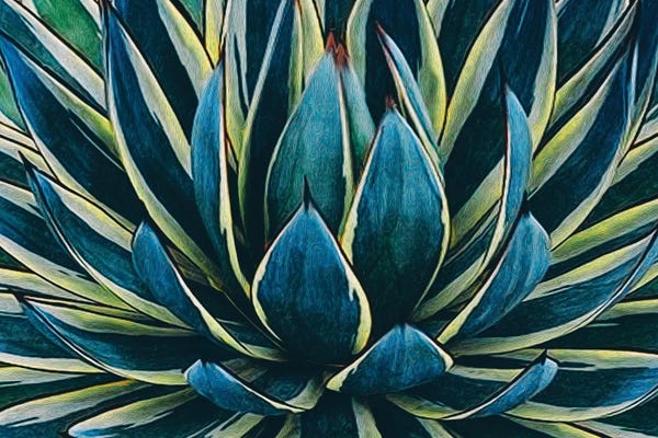 Ievgeniia Bidiuk: Agave Close Up by Ievgeniia Bidiuk