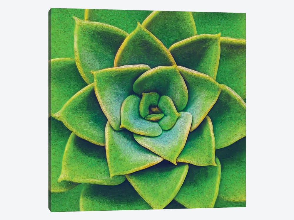 Bright Green Succulent by Ievgeniia Bidiuk 1-piece Canvas Art