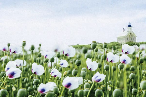 Ievgeniia Bidiuk: A Field Of Blooming White Poppies by Ievgeniia Bidiuk