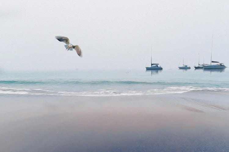 Seashore, Seagull And Yachts