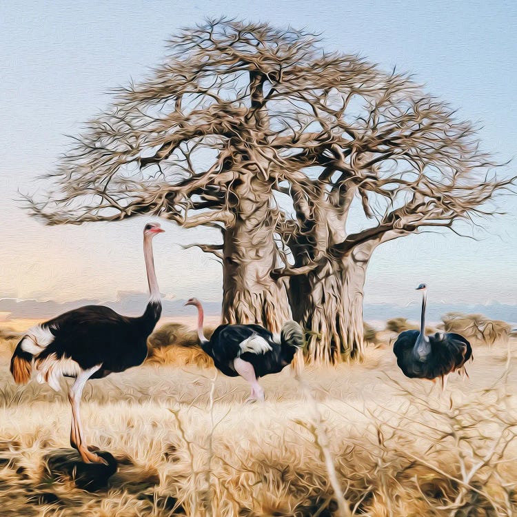 Ostriches Of The Wild African Nature