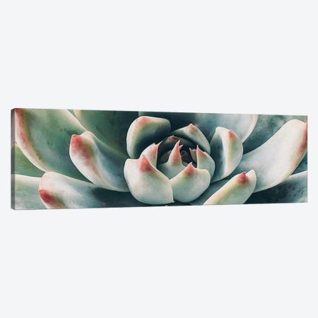 Succulent Plant Canvas Print #IVG341} by Ievgeniia Bidiuk Canvas Art Print
