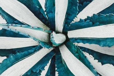 Striped Agave by Ievgeniia Bidiuk canvas print