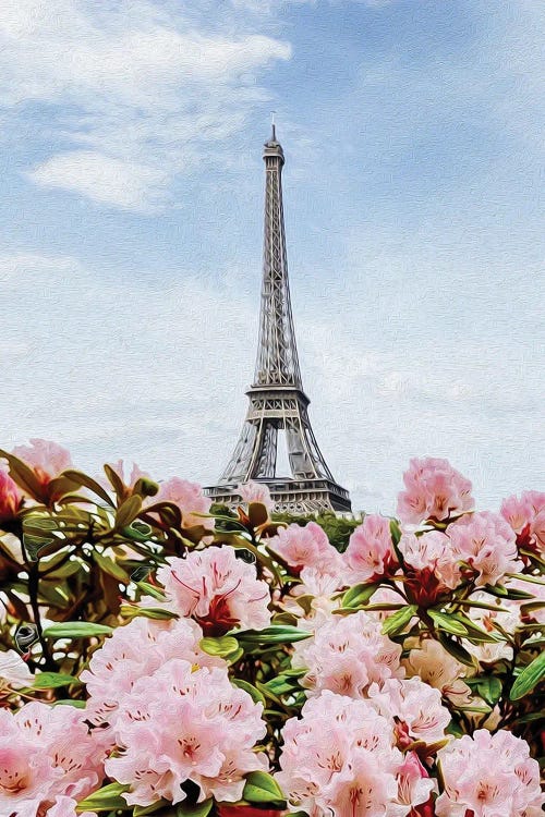 Blooming Pink Azalea Of Paris