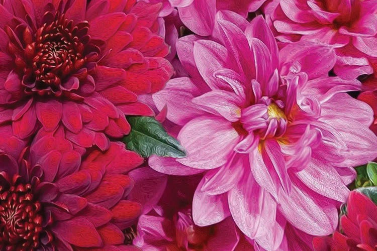 Dahlia Mix