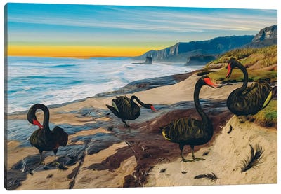 Black Swans On The Seashore Canvas Art Print - Swan Art