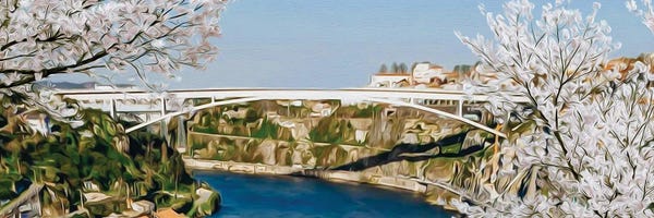 Cherry Blossoms: Blooming Cherry Trees On The Background Of A White Bridge by Ievgeniia Bidiuk