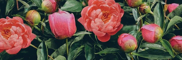 Ievgeniia Bidiuk: Horizontal Background From Blooming Peonies by Ievgeniia Bidiuk