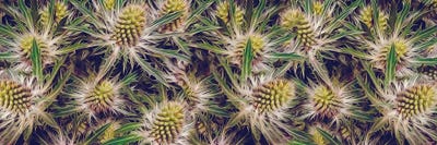 Eringium by Ievgeniia Bidiuk acrylic art print