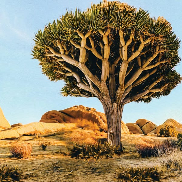 Ievgeniia Bidiuk: Large Dichotoma Tree In The Desert by Ievgeniia Bidiuk