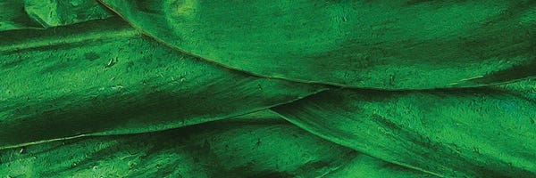 Background From Green Leaves Of Corn