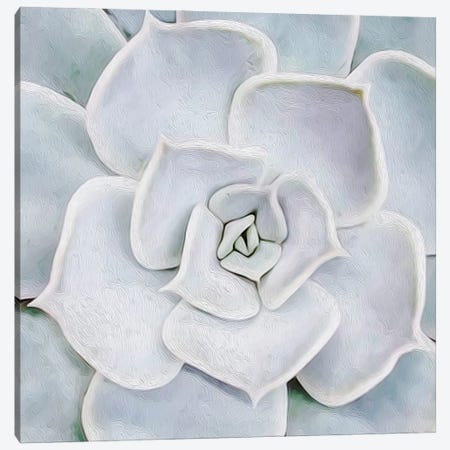 White Succulent Plant Close Up Canvas Print #IVG379} by Ievgeniia Bidiuk Canvas Artwork
