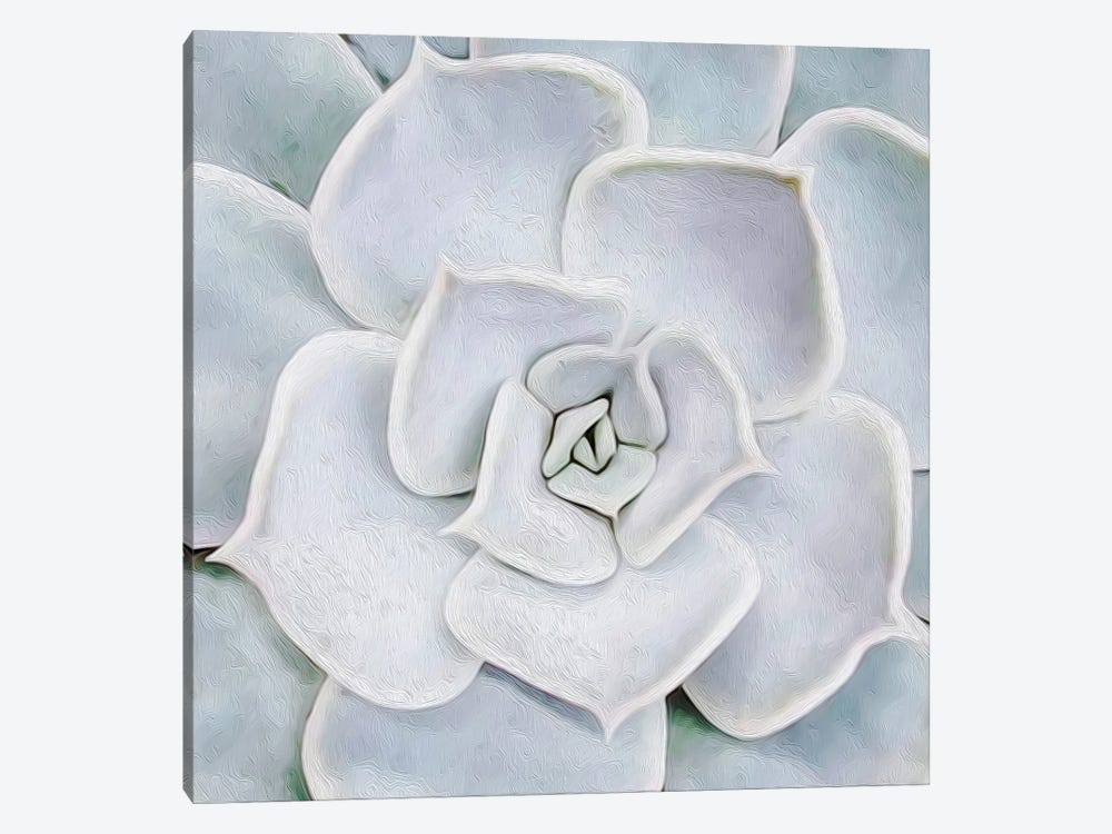 White Succulent Plant Close Up by Ievgeniia Bidiuk 1-piece Canvas Wall Art