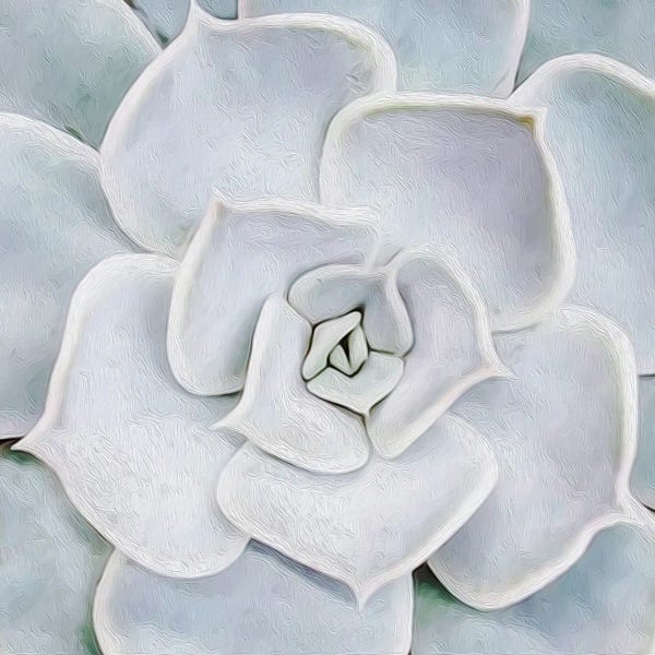 White Succulent Plant Close Up