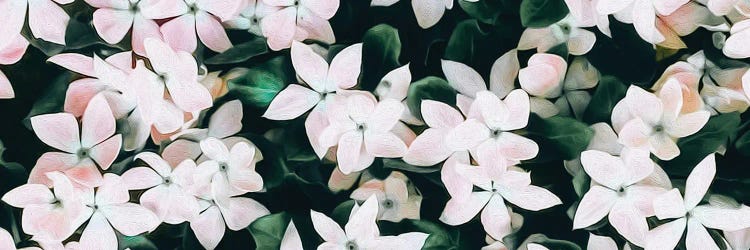 Blooming Pink Vinca