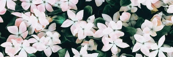 Ievgeniia Bidiuk: Blooming Pink Vinca by Ievgeniia Bidiuk