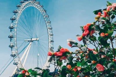 Rose Bush On The Background Of The Ferris Wheel by Ievgeniia Bidiuk framed wall art