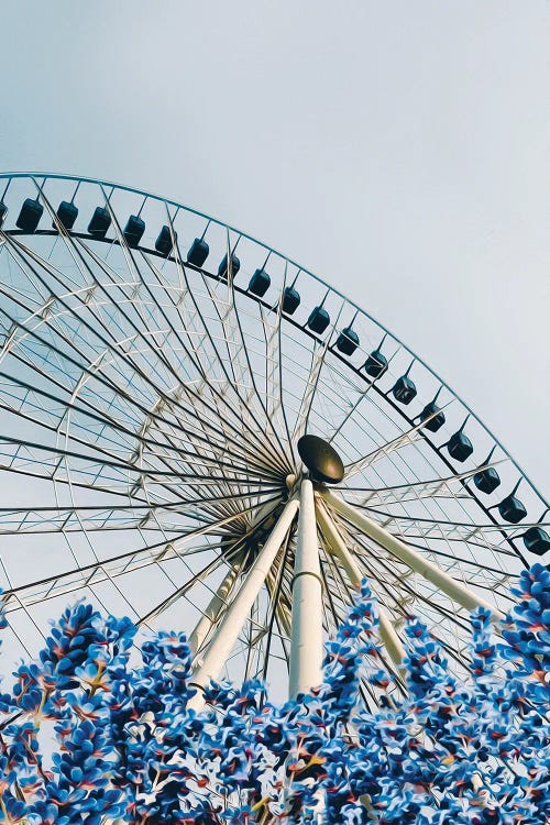 Lavender In Bloom Against The Backdrop Of The Ferris Wheel