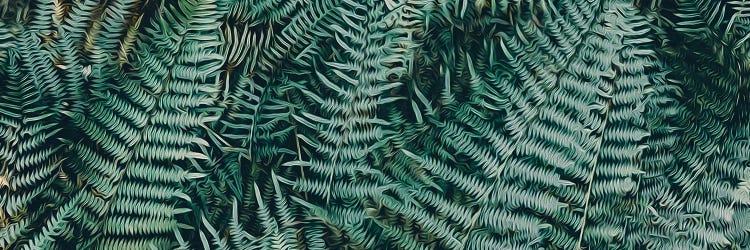 Horizontal Fern Background