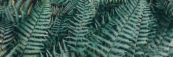 Ievgeniia Bidiuk: Horizontal Fern Background by Ievgeniia Bidiuk