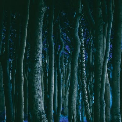 Night Forest by Ievgeniia Bidiuk canvas print